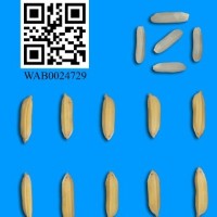 WAB0024729.JPG