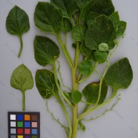 CIP 201019 Herbarium