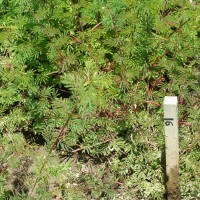 Desmanthus virgatus_Gsys.JPG