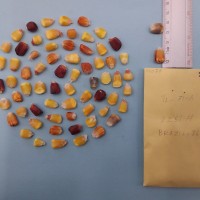 CIMMYTMA 7407 - Reference inventory.jpg