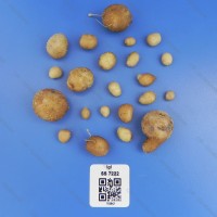 CIP 762842 Tuber