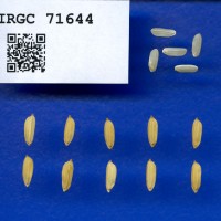 IRGC 71644 Seed Photo