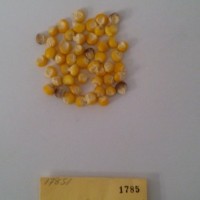 CIMMYTMA 1785 - Reference Inventory.jpg