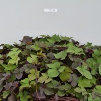 CIP 400508 (plant).jpg