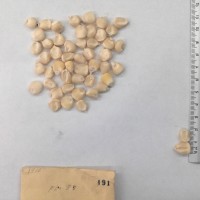 CIMMYTMA 191 - Reference Inventory.jpg