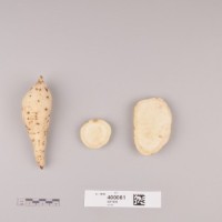 CIP 400061 (root).jpg