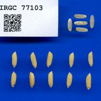IRGC 77103 Seed Photo