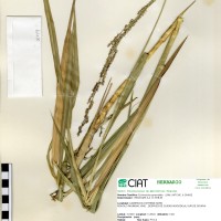 26879 herbarium