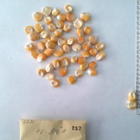 CIMMYTMA 257 - Reference Inventory.jpg