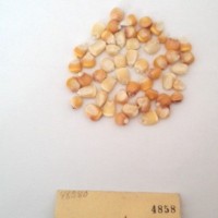 CIMMYTMA 4858 - Reference Inventory.jpg