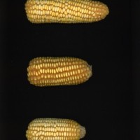 CIMMYTMA 27188 BRAZ 4024LC AF22A-0903-143 E1_compress.jpg