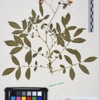 CIP 760016_OCH S47_06.jpg