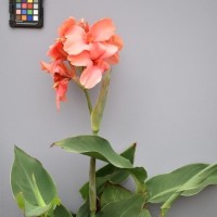 CIP 216003 (flower).JPG