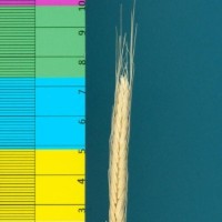 CWI17131_52594_864.jpg
