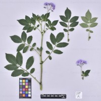 CIP 764062_SPV 6339_oti_H(i).jpg