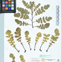 CIP 761134 herbarium