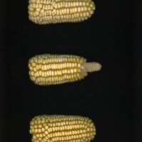 CIMMYTMA 24622 PUEB 280 BA22U-2903-12 E.jpg