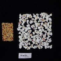 Popped and not popped comparison labeled.jpg