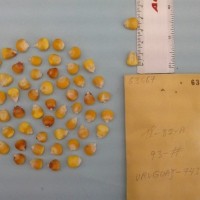 CIMMYTMA 6366 - Reference Inventory.jpg