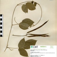 15874 herbarium