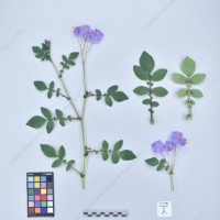 CIP 761422_OCHS 12055_mtp_H_2024.jpg