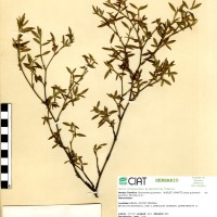 2731 herbarium