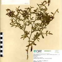 2682 herbarium