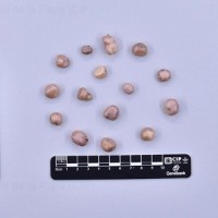 CIP 760511_HAM 88_scr_T(t).jpg