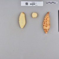 CIP 400059 (root).jpg