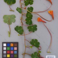 CIP 203043 Herbarium