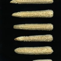 CIMMYTMA 5002 BRAZ 2162 AF20A-0903-71 C.jpg