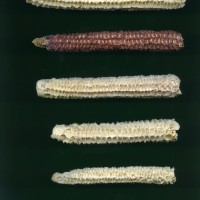 CIMMYTMA 27537 GUAT 1029 GD21B-6903-143 C.jpg