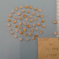 CIMMYTMA 5252 - Reference Inventory.jpg