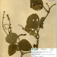 8159 herbarium