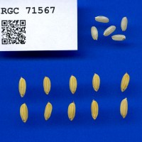 IRGC 71567 Seed Photo