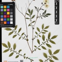 CIP 762633_OCHS 12602_03.jpg