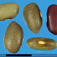 G2068 seed.jpg