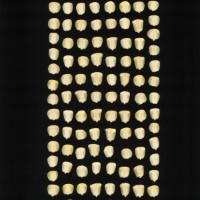 CIMMYTMA 18515 MICH 149 AF19A-0903-148 K.jpg