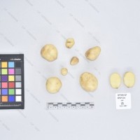 CIP 765722 (2)_T.jpg