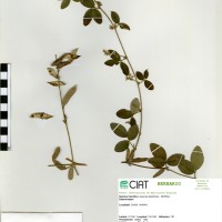 21229 herbarium