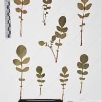 CIP 761435_OCH 12069_04.jpg