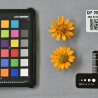 CIP 205007 (flower).jpg