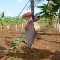 6.4.15 - Male bud shape