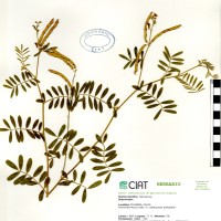 9582 herbarium