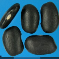 G1977 seed.jpg