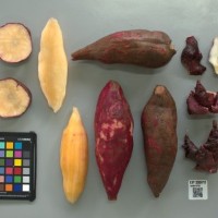 CIP 205013 (root).jpg