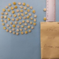 CIMMYTMA 8282 - Reference inventory.jpg