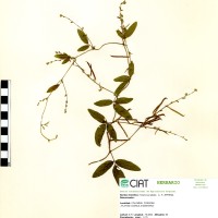 9191 herbarium