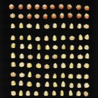 CIMMYTMA 7332 SONO 156 AF21A 0903 13 K2880 _compress.jpg