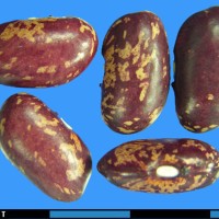 G15833 seed.jpg